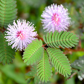 Mimoza