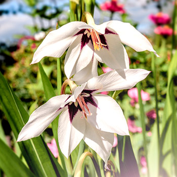 Miurelės acidantera