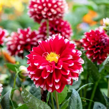 Nykštukinis jurginas