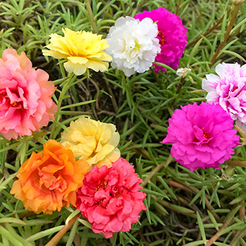 Paprastosios portulakos