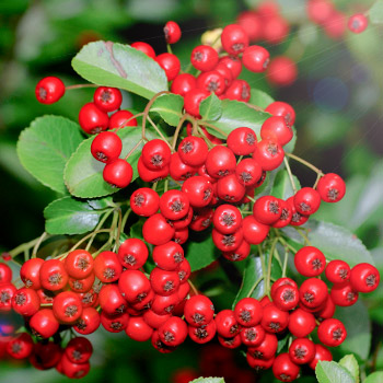 Pyracantha