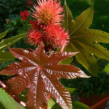 Paprastieji ricinmedžiai