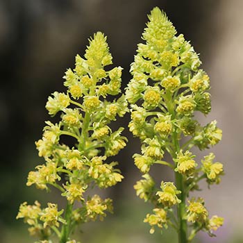 Razetiniai