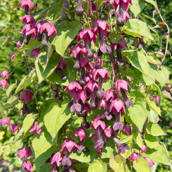 Rhodochiton