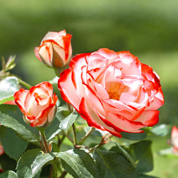 Stambiažiedės rožės