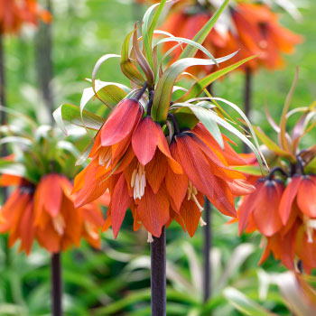 Gėlė Margutė (Fritillaria)