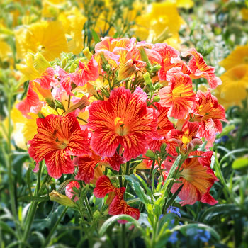 Lenktažiedžiai trimičiai