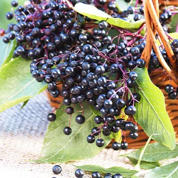 Šeivamedis juodauogis