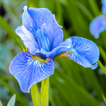 Sibirinis irisas(vilkdagis)