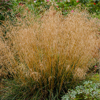 Šluotsmilgė Deschampsia
