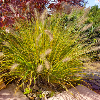 Soruolė pašiaušėlinė