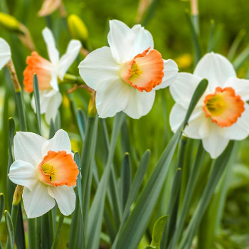 Stambiažiedžiai narcizai