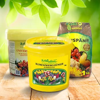 Svogūninėms gėlėms