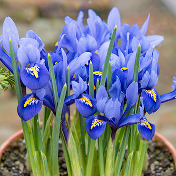 Tinklinis irisas