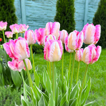 Tulipanas papuzis