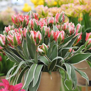 Tulpė Viridiflora
