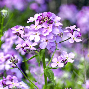 Kvapiosios vakarutės