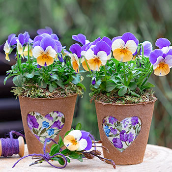 Tiesiaragės našlaitės