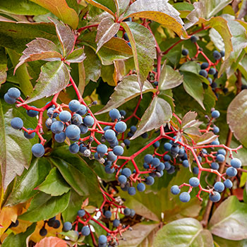 Vynvytis penkialapis