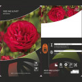 Floribunda rožė Red Meilove ®, С3 interface.image 2 interface.art 4555