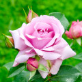 Floribunda rožė Love Song®, C5 interface.art nuotrauka 1 Floribunda rožė Love Song®, C5 interface.image 1 interface.art 5545