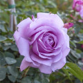 Floribunda rožė Love Song®, C5 interface.art nuotrauka 2 Floribunda rožė Love Song®, C5 interface.image 2 interface.art 5545