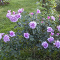 Floribunda rožė Love Song®, C5 interface.art nuotrauka 3 Floribunda rožė Love Song®, C5 interface.image 3 interface.art 5545