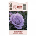 Floribunda rožė Love Song®, C5 interface.art nuotrauka 5 Floribunda rožė Love Song®, C5 interface.image 5 interface.art 5545