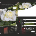 Floribunda rožė Kronprinsesse Mary ®, С5 interface.image 2 interface.art 4970