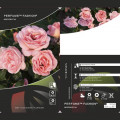 Floribunda rožė Perfume Fashion®, C3 interface.image 2 interface.art 4978
