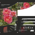 Floribunda rožė Designer Sunset®, C3 interface.image 2 interface.art 4984