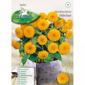 Saulėgrąžų dekoratyviniai Little Gem Kiepenkerl