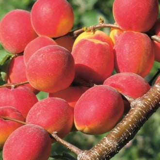 Abrikosas Paroly interface.image 12