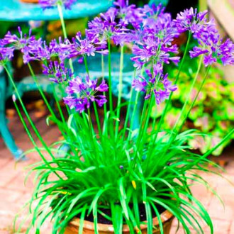 Afrikos lelija (Agapanthus) Brilliant Blue interface.image 6