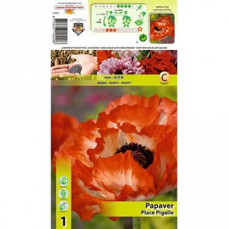Aguona (Papaver) Place Pigalle interface.image 6