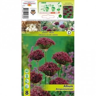 Dekoratyvinis česnakas (Allium) Atropurpureum interface.image 5