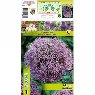 Dekoratyvinis česnakas (Allium) Gladiator interface.image 2