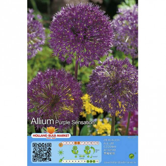 Dekoratyvinis česnakas (Allium) Purple Sensation interface.image 1
