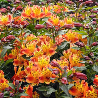 Alstroemeria Indian Summer® Tesronto, С2 nuotrauka 12 Alstroemeria Indian Summer® Tesronto, С2 interface.image 12