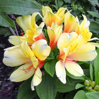 Alstroemeria Spring Valley® Tesvalsprin, С2 interface.image 1