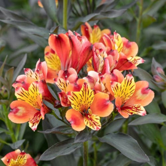 Alstroemeria Summer Breeze® Tessumbre, С2 interface.image 2