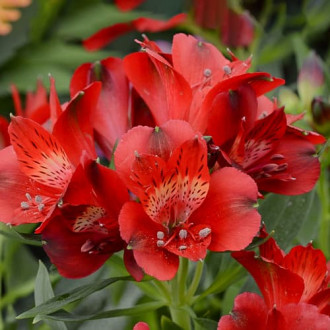 Alstroemeria Summer Pepper® Tessumpep, С2 interface.image 3