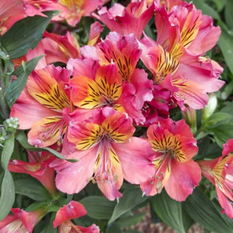 Alstroemeria Valley Girl® Tesvalgirl, С2 interface.image 4