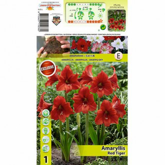 Amarilis (Amaryllis) Red Tiger interface.image 5