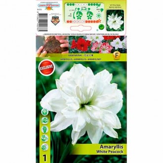 Amarilis (Amaryllis) White Peacock interface.image 4