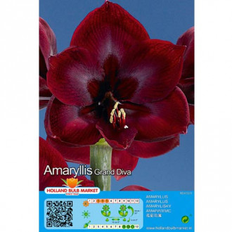 Amarilis (Hippeastrum) Grand Diva interface.image 1