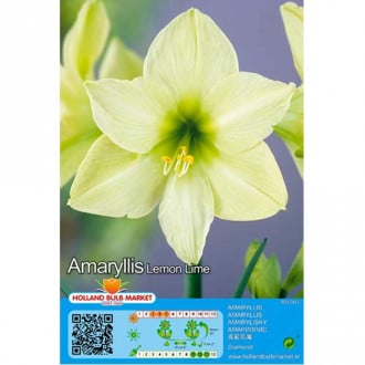 Amarilis (Hippeastrum) Lemon Lime interface.image 2