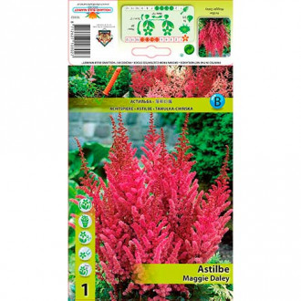 Astilbė (Astilbe) Maggie Daley interface.image 3