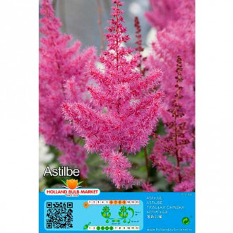 Astilbė (Astilbe) Purple interface.image 4