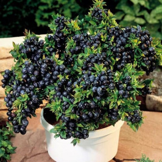 Aukštosios šilauogės Vaccinium Corymbosum Top Hat, P9 interface.image 6